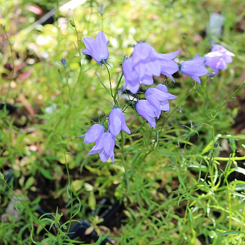 Plant nursery of Schlocker-Stiftung
