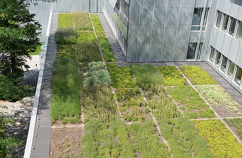 Bienen der KfW Stiftung