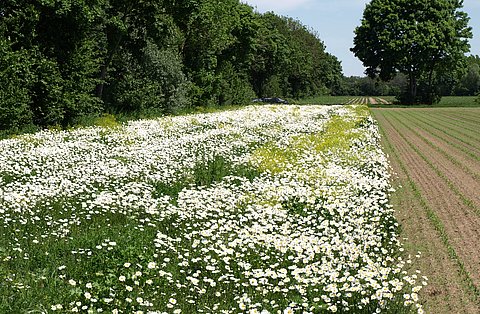 Viele gestalten Vielfalt
