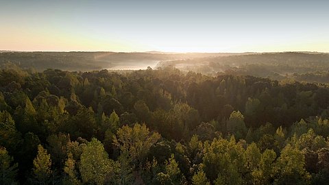 Walddetektive - grüne Riesen verstehen