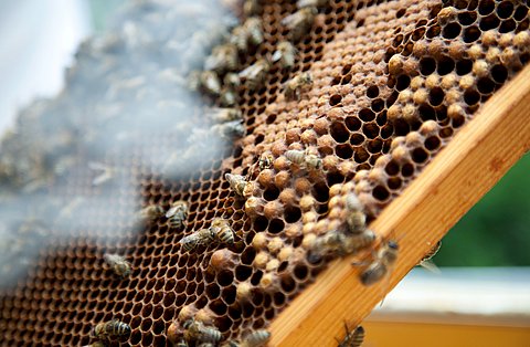 Bienen der KfW Stiftung Frankfurt summt