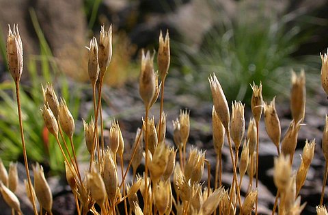 Frankfurt's botanical garden