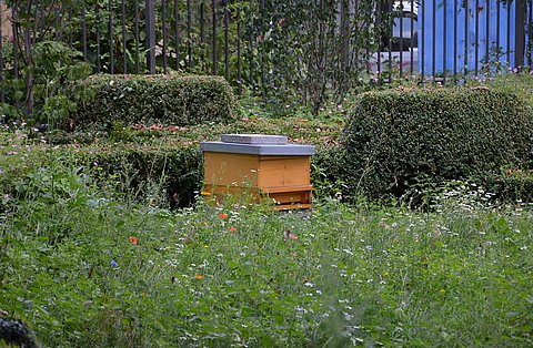 Bienen der KfW Stiftung
