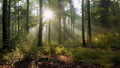 Walddetektive - grüne Riesen verstehen