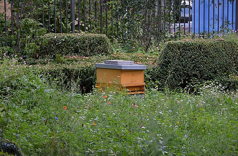 Observing and Learning about Beekeeping