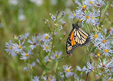 Journalismus Lab-Biodiversität