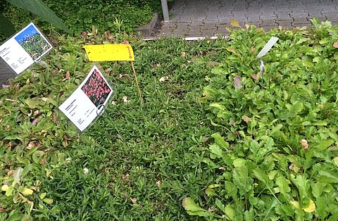 Plant nursery of Schlocker-Stiftung