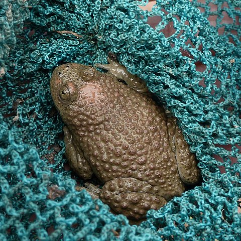 GEO Biodiversity Day