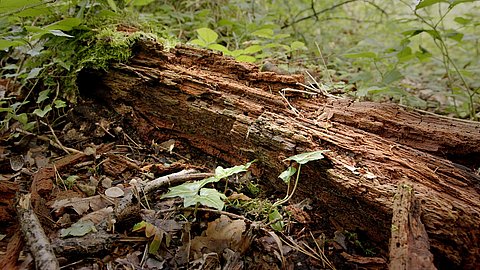 Walddetektive - grüne Riesen verstehen